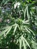 SCH bud2.jpg