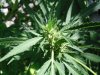 SCH bud3.jpg