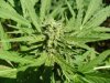 DP TD bud1.jpg