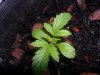 grow 078.jpg