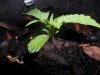 grow 077.jpg