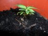 grow 076.jpg
