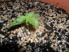 grow 075.jpg