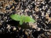 grow 074.jpg
