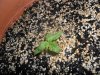 grow 073.jpg