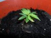 grow 070.jpg