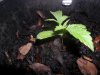 grow 069.jpg