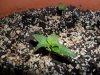 grow 067.jpg