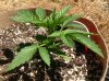4.20 AKR roots day 26 side.jpg