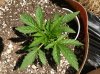 4.20 AKR roots day 26.jpg