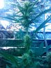 IMG_20130803_120237.jpg