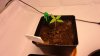 DSC01505.jpg