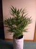 AUTO CHEESE_8-6-13 1.jpg