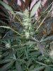 AUTO CHEESE_8-6-13 3.jpg