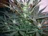 AUTO CHEESE_8-6-13 4.jpg