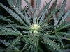 AUTO CHEESE_8-6-13 5.jpg