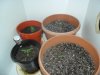 grow 088.jpg