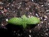 grow 087.jpg