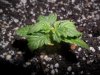 grow 086.jpg