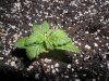 grow 085.jpg