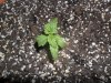 grow 084.jpg