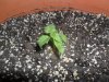 grow 083.jpg