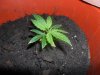 grow 082.jpg