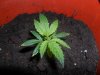 grow 081.jpg