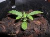 grow 079.jpg