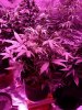 Spind_AKR_4weeks.jpg