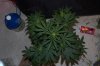 DSC_0006_NEF_shotwell.jpg