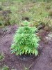 BB x NL (auto) (61) . .jpg