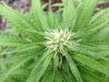 BB x NL (auto) (61) ... .jpg