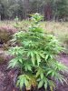 BB x NL (auto) (61) .... .jpg