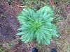 Frisian Dew (photo) (61) .. .jpg