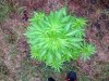 GLP (photo) (59) .. .jpg