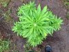 Jack Herer (auto) (61) .. .jpg
