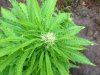 Jack Herer (auto) (61) ... .jpg