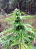 Jack Herer (auto) (61) .... .jpg