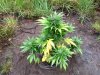 Rapid Afghan (auto) (61) . .jpg