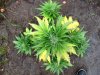 Rapid Afghan (auto) (61) .. .jpg