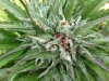 Rapid Afghan (auto) (61) ... .jpg
