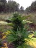 Rapid Afghan (auto) (61) .... .jpg