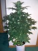 AUTO MOBY DICK_8-8-13 1.jpg