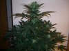 AUTO MOBY DICK_8-8-13 2.jpg