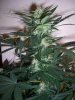 AUTO MOBY DICK_8-8-13 3.jpg