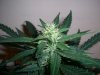 AUTO MOBY DICK_8-8-13 4.jpg