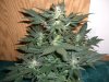 AUTO GREEN POISON_8-8-13 2.jpg