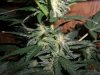 AUTO GREEN POISON_8-8-13 4.jpg