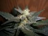 AUTO GREEN POISON_8-8-13 5.jpg
